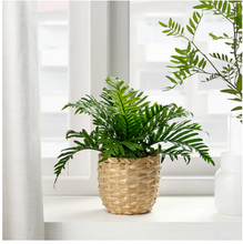Load image into Gallery viewer, Artificial potted plant, Whitley Giant
