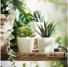 Load image into Gallery viewer, Artificial potted plant / 3 pack
